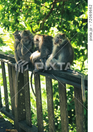 A family of monkeys take care of each other while sitting in the jungle 72069662