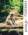A young monkey with a cute face sits on the sun-warmed rocks 72069663
