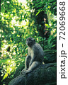 cute monkey sitting on branches in sunny forest 72069668