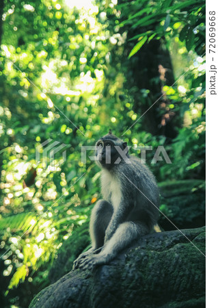 cute monkey sitting on branches in sunny forest 72069668