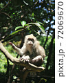 Cute monkey sitting on branches in sunny forest 72069670