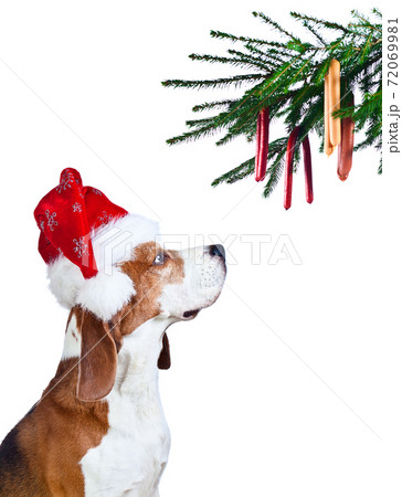 beagle in Santa hat isolated on white 72069981