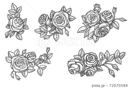 Set of isolated rose flower sketch. Plant drawing Set of isolated rose flower sketch. Plant drawing 72070589