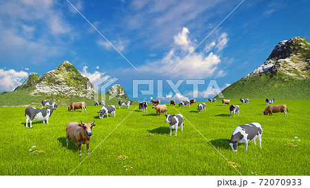 Dairy cows graze on alpine pasture at spring day Dairy cows graze on alpine pasture at spring day 72070933