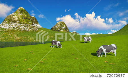 Mottled cows graze on alpine pasture at sunny day Mottled cows graze on alpine pasture at sunny day 72070937