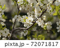 White cherry flowers on spring time. 72071817