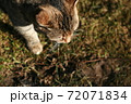 The cat walking on grass. 72071834