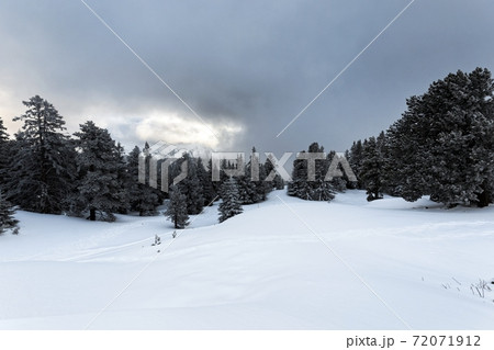 Foggy forest with white snow covered slopes 72071912