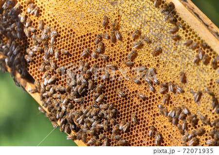 Honey bees on a hive cluster Honey bees on a hive cluster 72071935