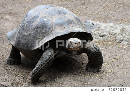 ガラパゴスゾウガメ(ガラパゴス諸島、エクアドル) ガラパゴスゾウガメ(ガラパゴス諸島、エクアドル) 72072032
