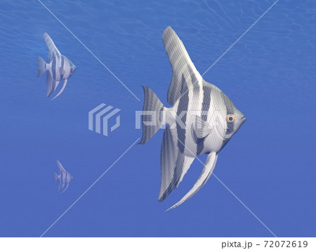 Angelfishes underwater - 3D render Angelfishes underwater - 3D render 72072619