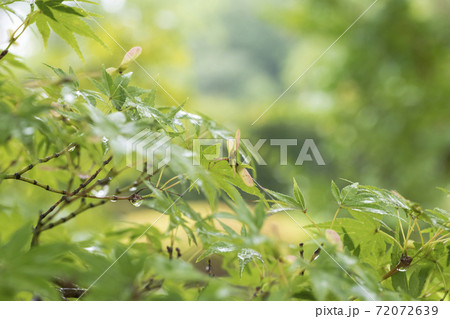 イロハモミジと種 72072639