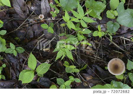真上から見るカバイロツルタケ 肌色のきのこ 真上から見るカバイロツルタケ 肌色のきのこ 72072682