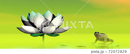 Frog and lotus flower - 3D render Frog and lotus flower - 3D render 72072829