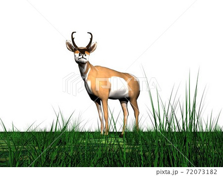 Pronghorn antelope and grass 72073182