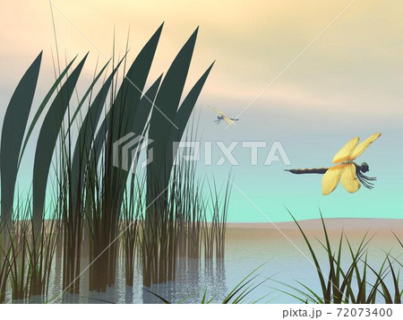 Dragonflies upon pond Dragonflies upon pond 72073400
