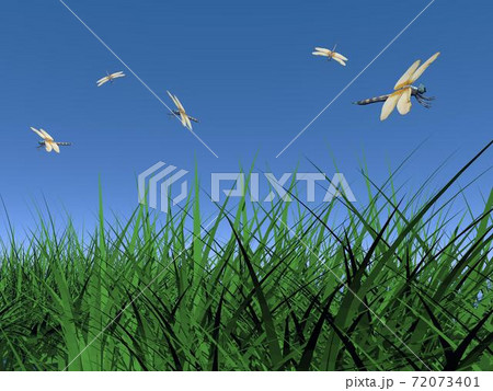 Dancing dragonflies Dancing dragonflies 72073401