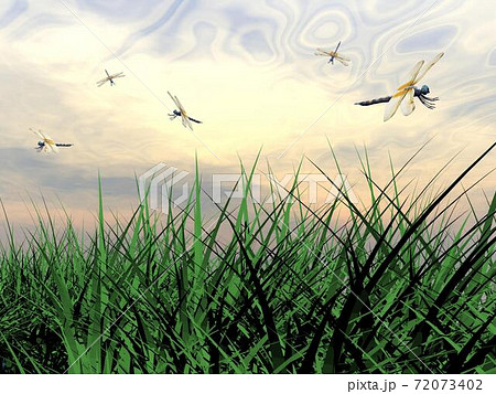 Dancing dragonflies 72073402