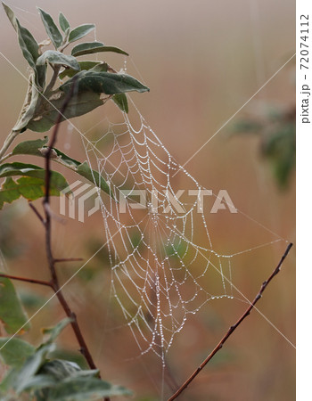 Spider web with dew drops on branch Spider web with dew drops on branch 72074112