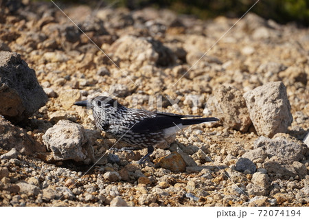 火山岩を歩くホシガラス 火山岩を歩くホシガラス 72074194