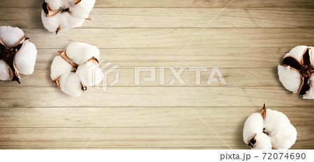 White cotton flowers 72074690