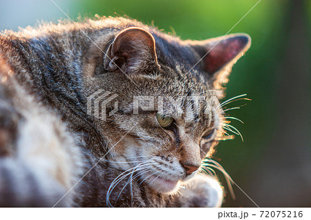 塀の上で下を見張る猫 72075216
