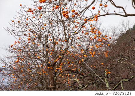 河口湖畔のオレンジ色と柿 72075223