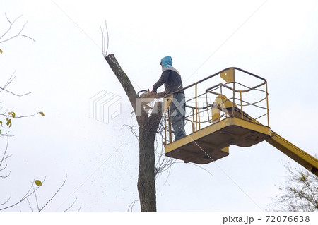 forester worker cuts an old dry tree with a chainsaw 72076638