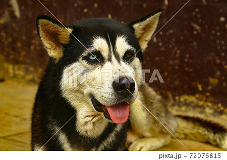 オッドアイの野良犬の写真素材