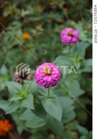 綺麗な花に癒され微笑む 72076864