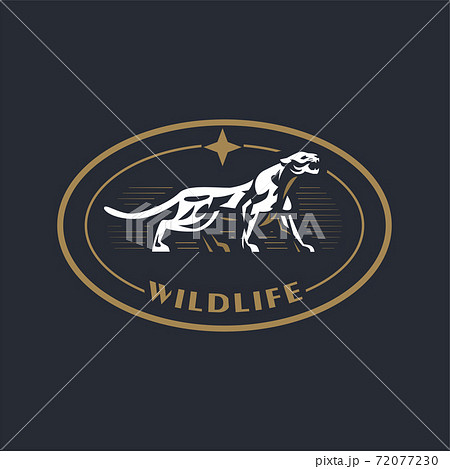 A puma  walks and growls. 72077230