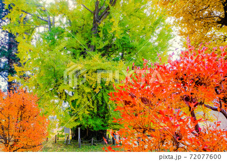 荘田神社の大イチョウ 72077600