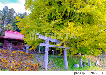 荘田神社と大いちょう 72077601