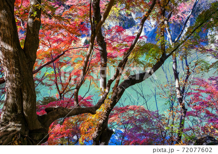 紅葉と利根川 72077602