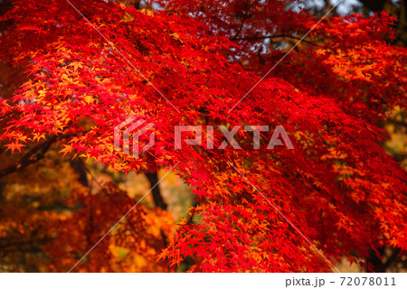 和風イメージ「紅葉」 72078011
