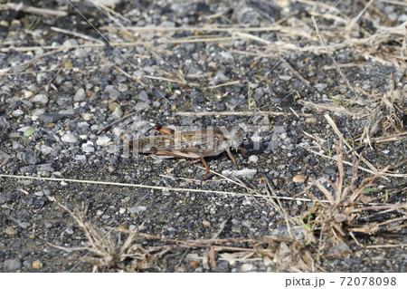 トノサマバッタ 72078098