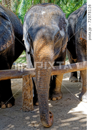 Elephants at Krabi Elephant House Sanctuary 72078116
