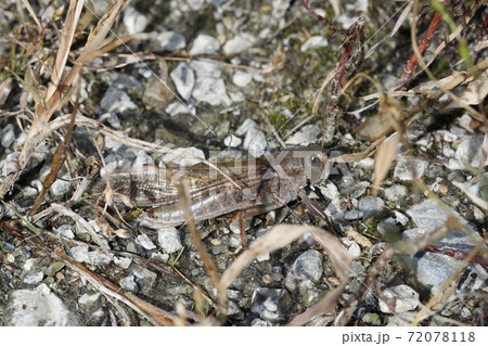 トノサマバッタ 72078118