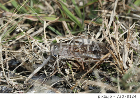 トノサマバッタ 72078124