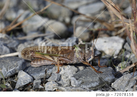 トノサマバッタ トノサマバッタ 72078158