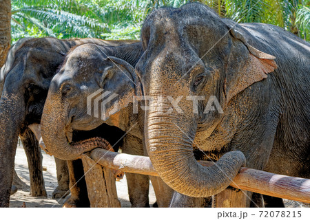 Elephants at Krabi Elephant House Sanctuary Elephants at Krabi Elephant House Sanctuary 72078215