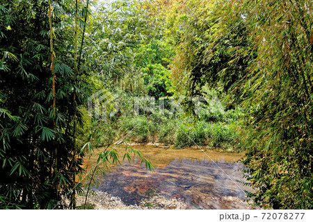 Walking in the tropical forest - Thailand 72078277