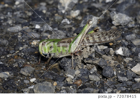 トノサマバッタ産卵中 トノサマバッタ産卵中 72078415