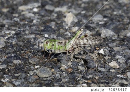 トノサマバッタ産卵中 72078417