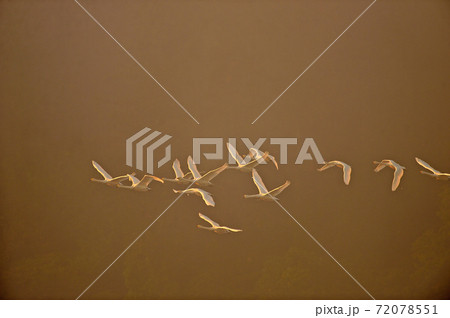 下池の白鳥 72078551