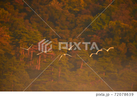 下池の白鳥 72078639