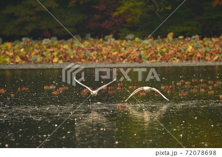 下池の白鳥 72078698