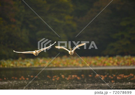 下池の白鳥 72078699