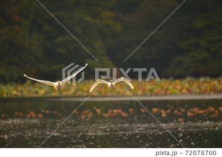 下池の白鳥 72078700