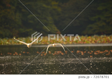 下池の白鳥 72078701